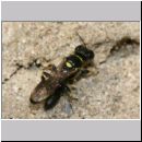 Crossocerus wesmaeli - Grabwespe 07d 7mm mit Fliege.jpg